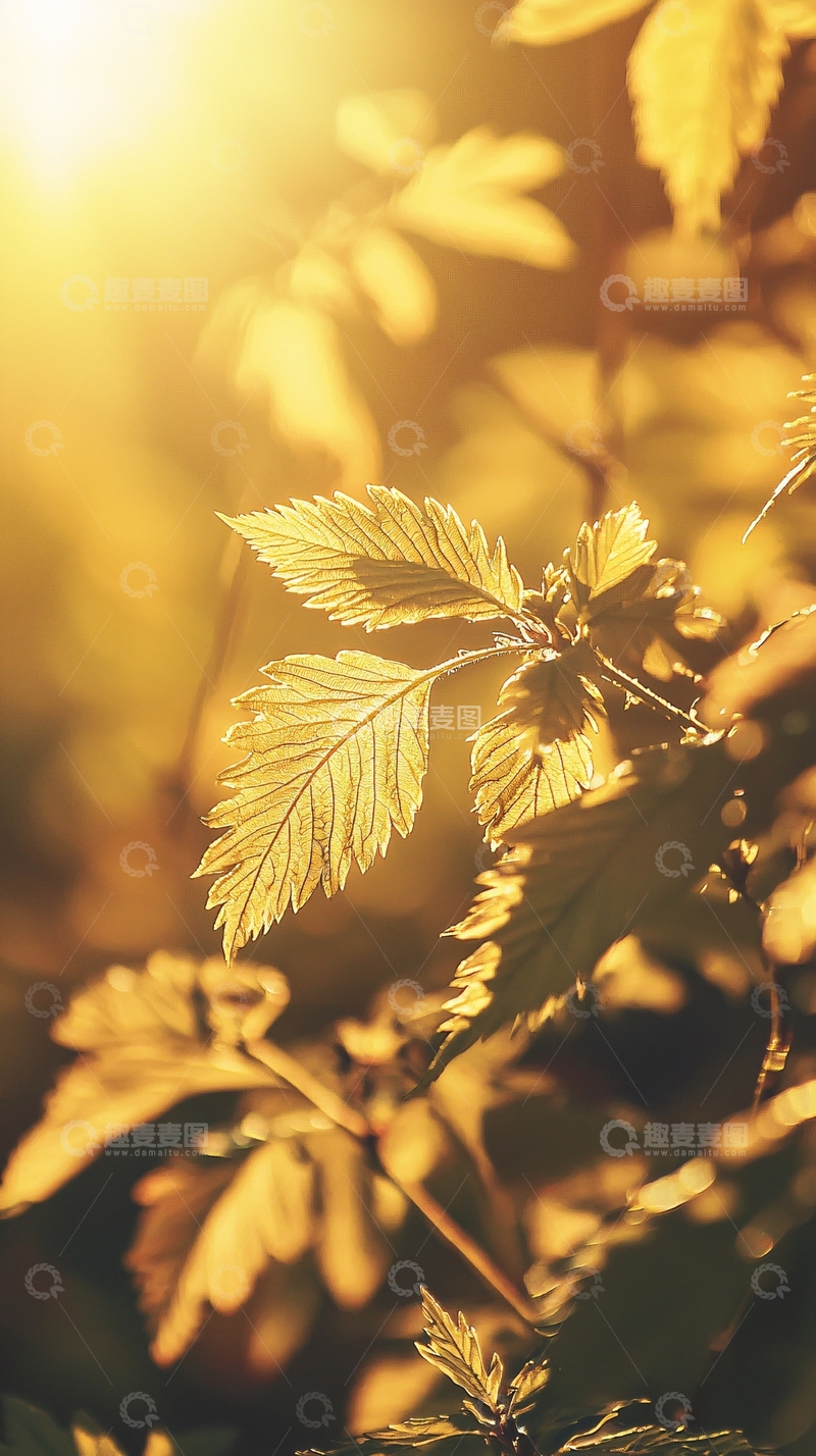 高清大图下载【趣麦麦图】-阳光透过树叶