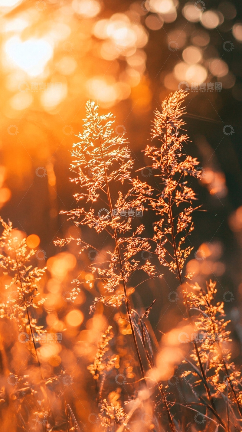 高清大图下载【趣麦麦图】夕阳下的干枯野草