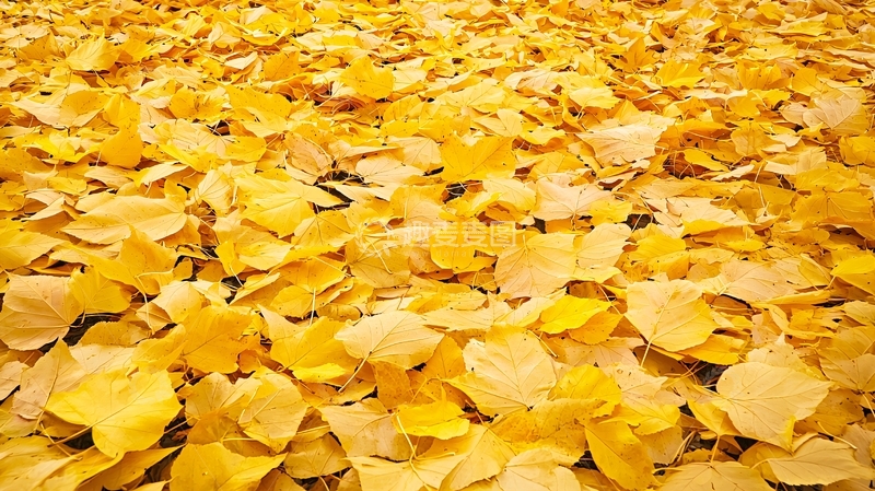 高清大图下载【趣麦麦图】金黄落叶铺满地
