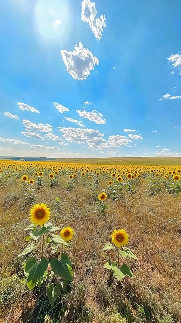 向日葵花海