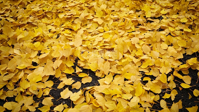 高清大图下载【趣麦麦图】地面上铺满金黄落叶