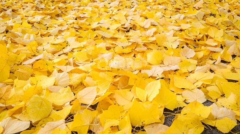高清大图下载【趣麦麦图】地面上金黄色的银杏叶