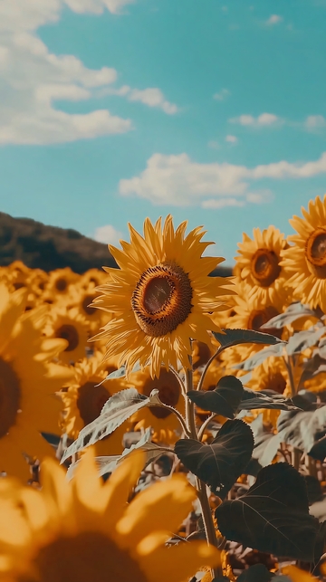 向日葵花海