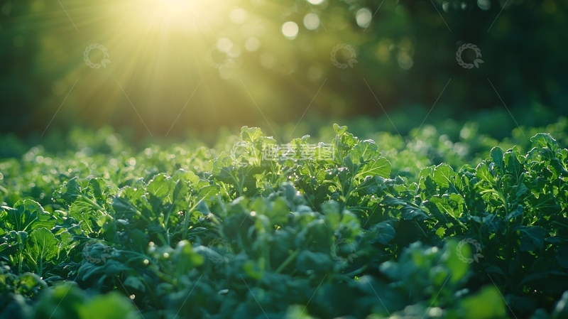 高清大图下载【趣麦麦图】阳光照射下的绿叶田野