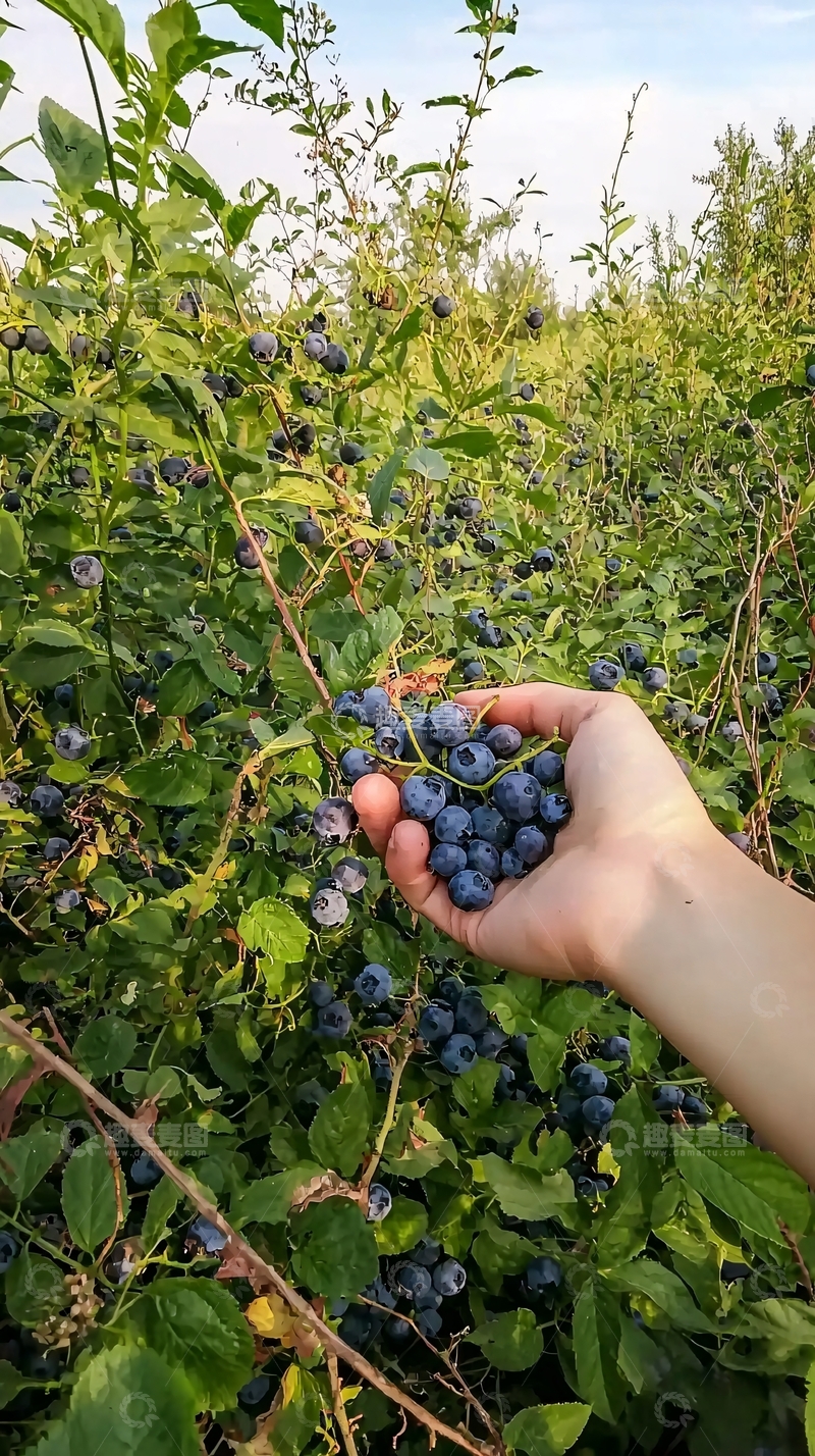 高清大图下载【趣麦麦图】蓝莓丰收