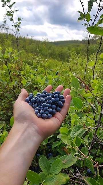 手捧蓝莓