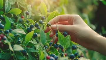 手摘蓝莓