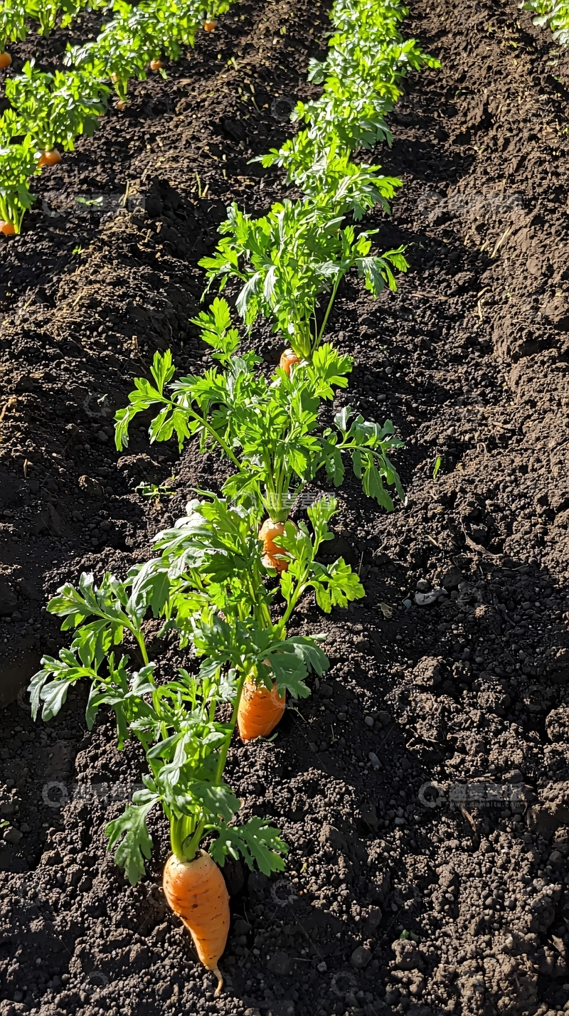 高清大图下载【趣麦麦图】田地里生长的胡萝卜幼苗