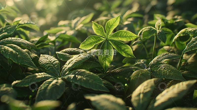 高清大图下载【趣麦麦图】清晨阳光下的绿叶植物