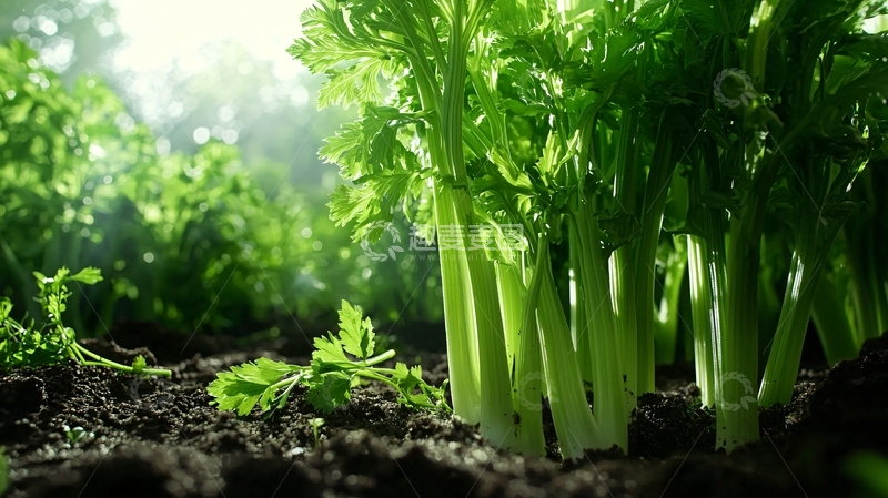 高清大图下载【趣麦麦图】新鲜芹菜田园风光