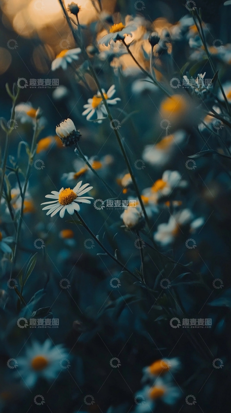 高清大图下载【趣麦麦图】夕阳下盛开的雏菊花田