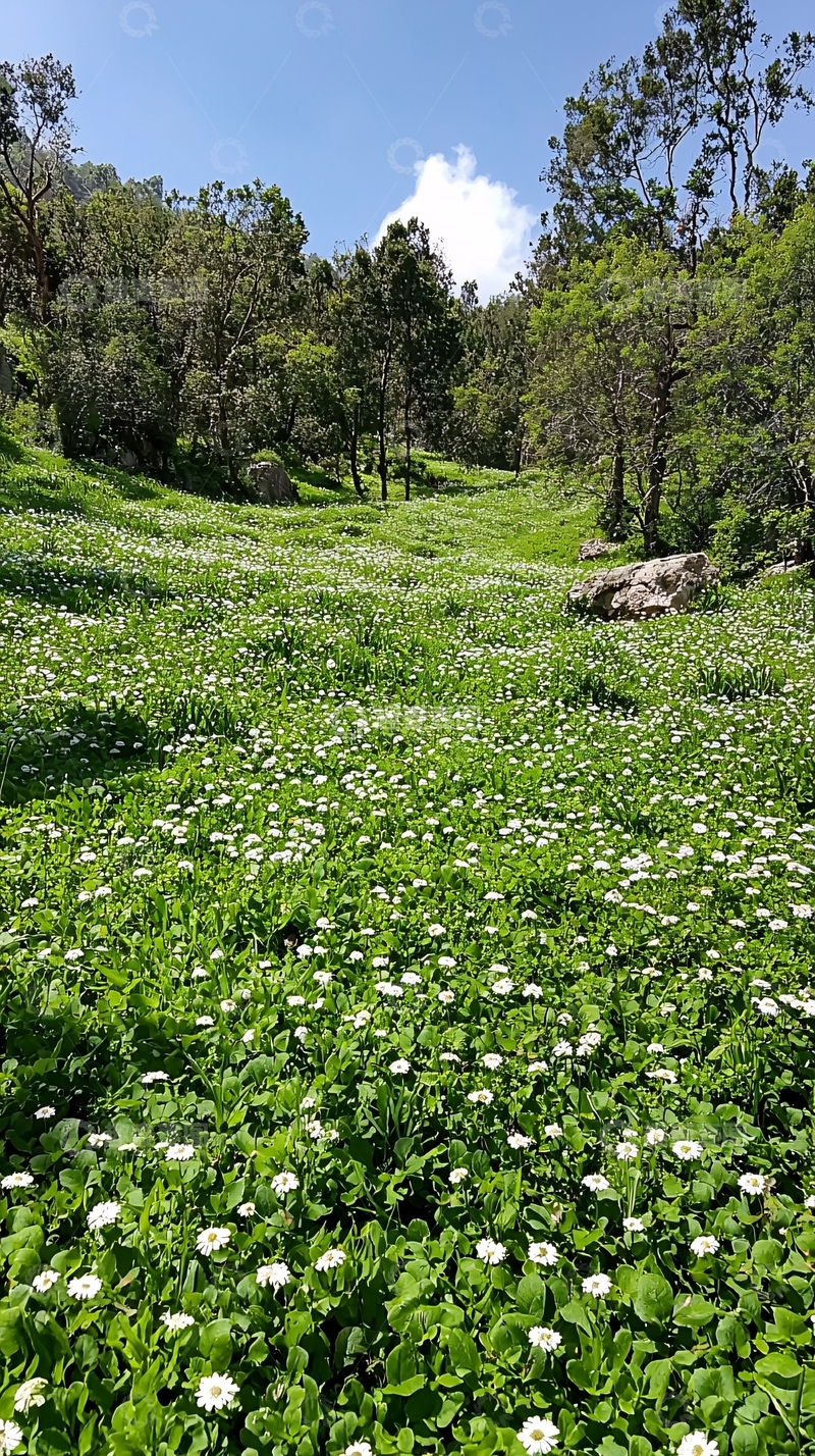 高清大图下载【趣麦麦图】绿色草地上的小白花