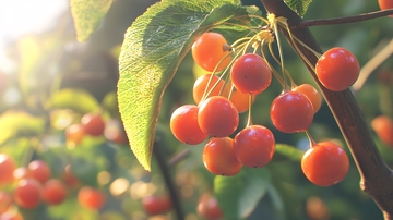 阳光下的红樱桃