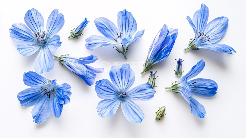 高清大图下载【趣麦麦图】蓝花图案