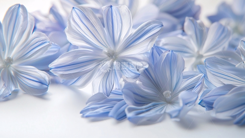 高清大图下载【趣麦麦图】蓝白相间的花瓣特写