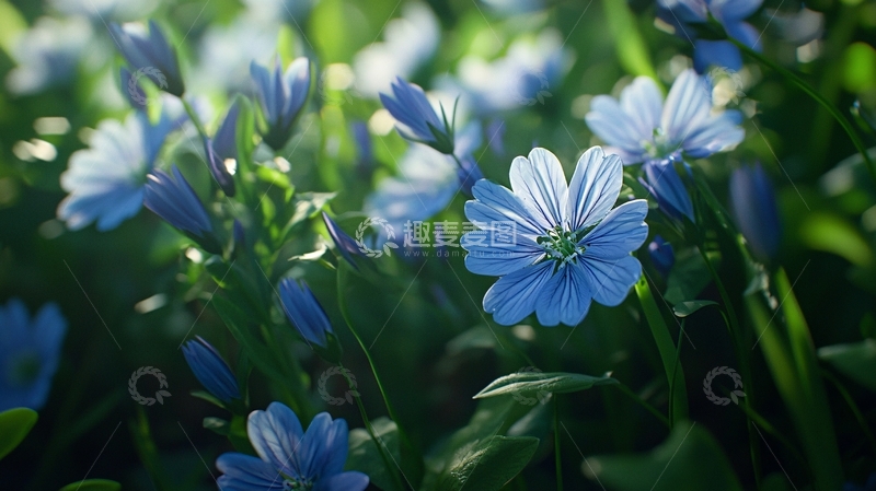高清大图下载【趣麦麦图】阳光下的蓝色小花