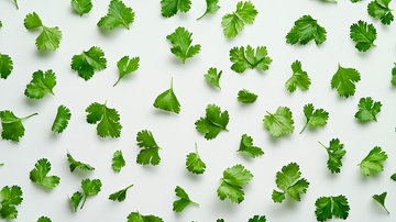 白色背景的香菜叶