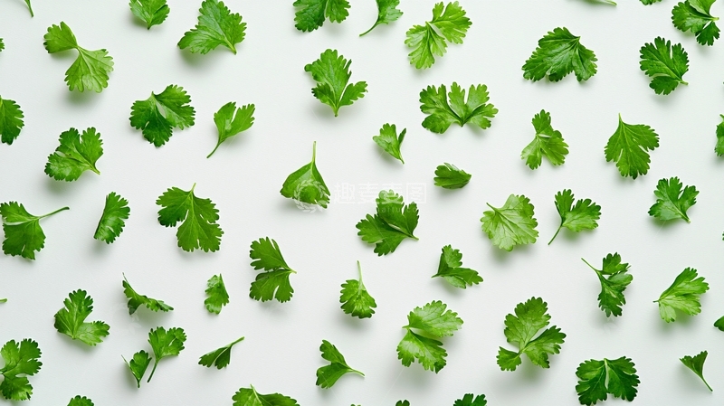 高清大图下载【趣麦麦图】白色背景的香菜叶