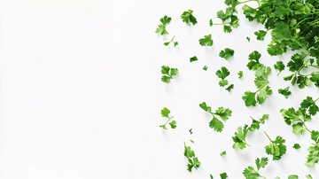 白色背景的香菜叶