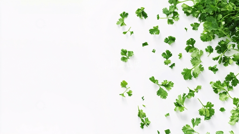 高清大图下载【趣麦麦图】白色背景的香菜叶