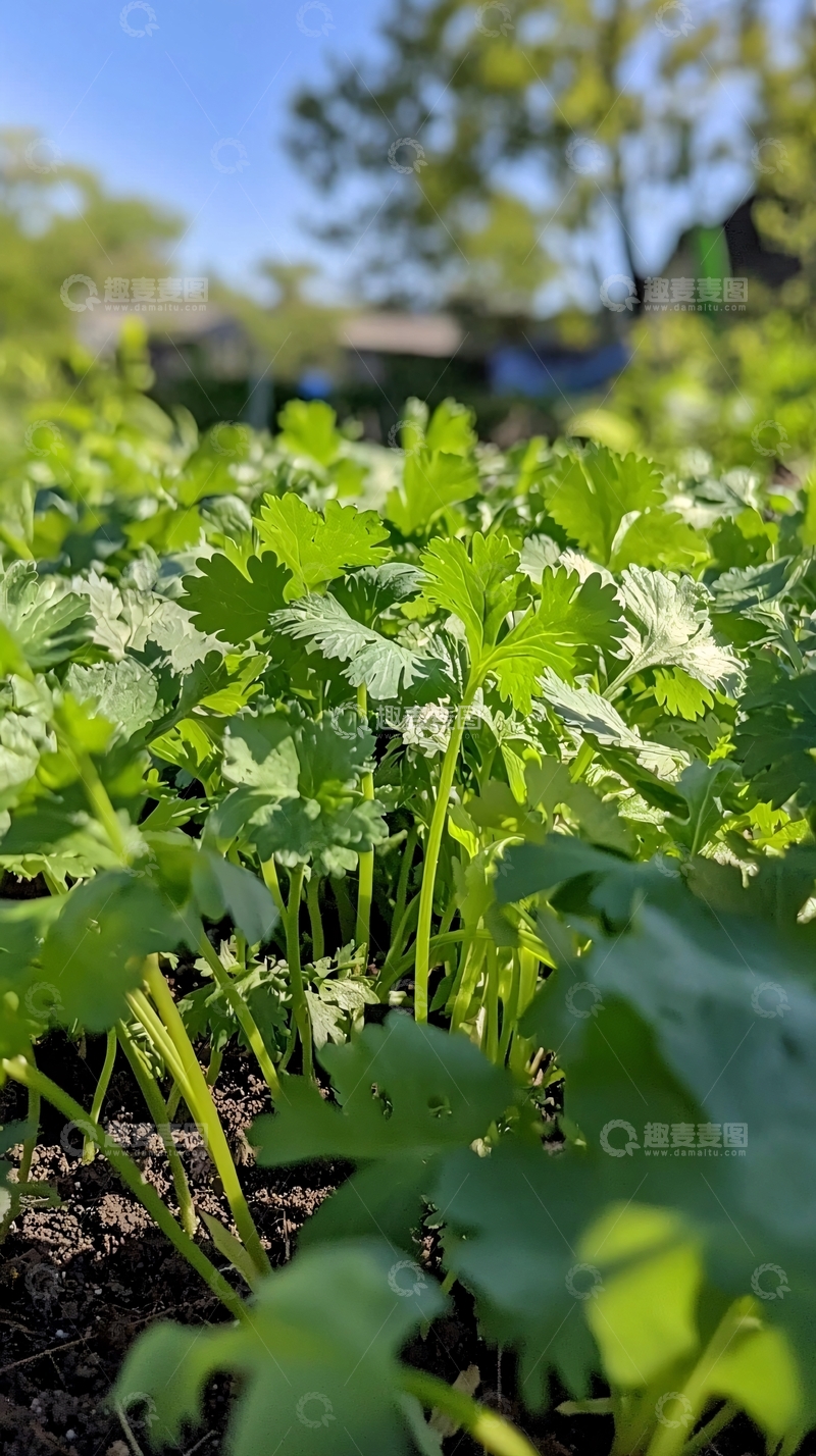 高清大图下载【趣麦麦图】阳光下茂盛的芫荽