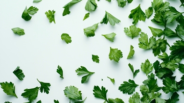 香菜碎叶白色背景