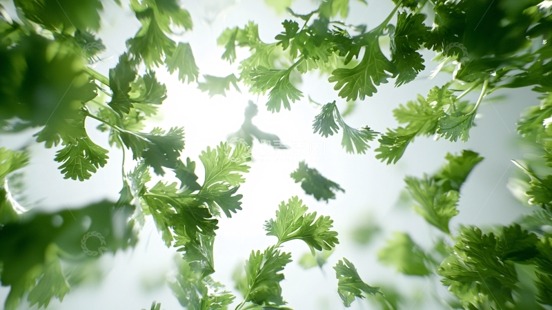 高清大图下载【趣麦麦图】香菜叶子飘落高清图片