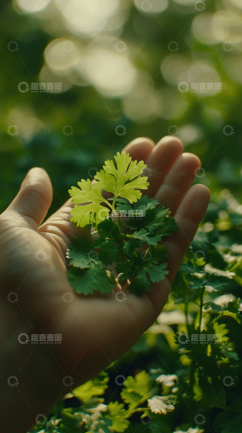 高清大图下载【趣麦麦图】手心里的绿色香菜