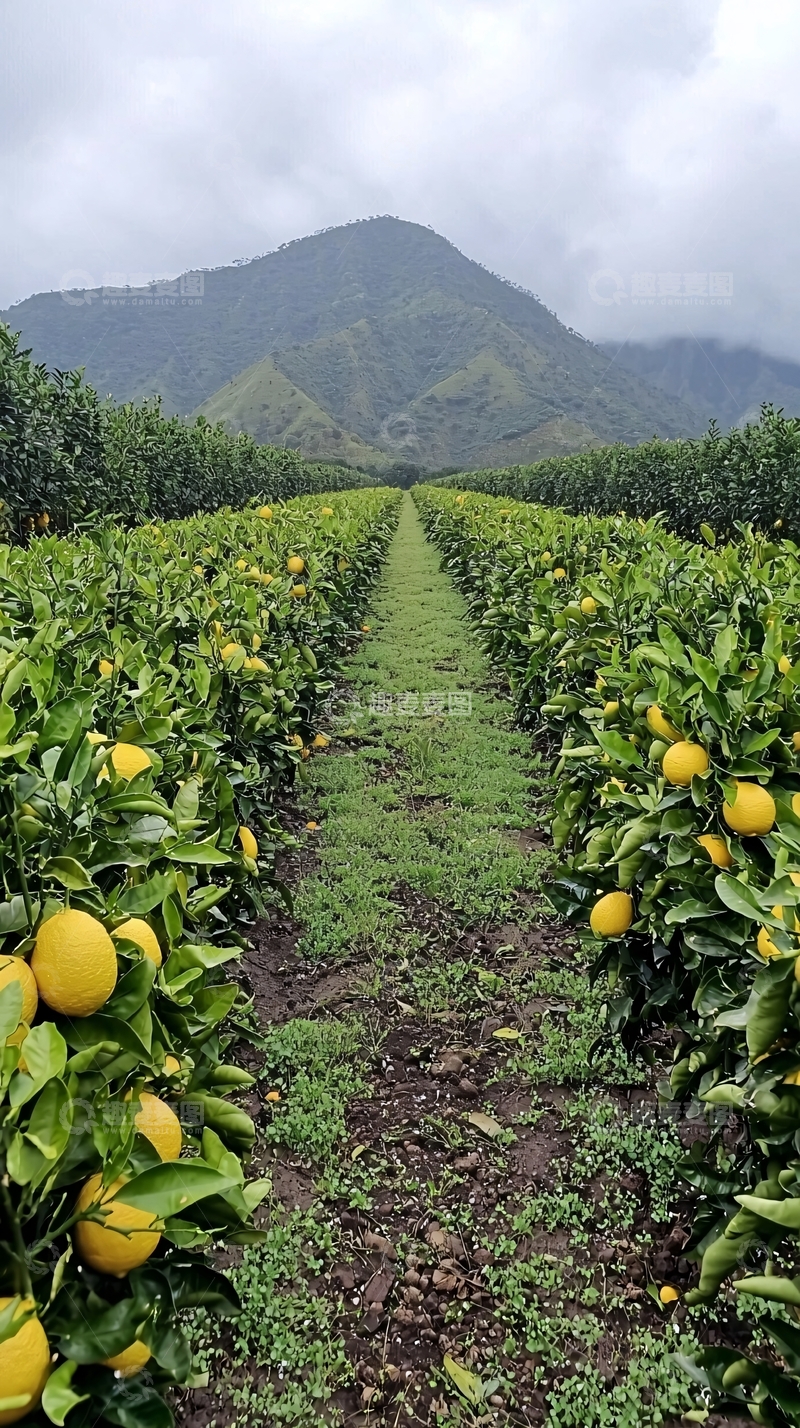 高清大图下载【趣麦麦图】柑橘园山景