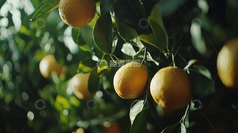 高清大图下载【趣麦麦图】阳光下枝头累累的橙子
