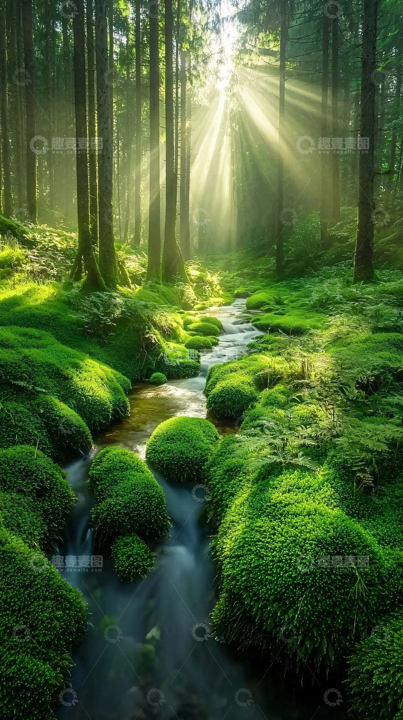高清大图下载【趣麦麦图】森林溪流阳光
