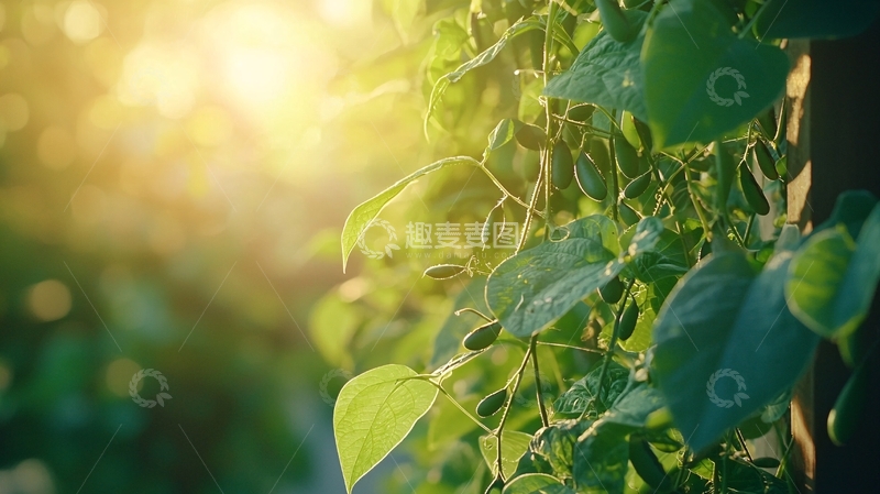 高清大图下载【趣麦麦图】阳光下的绿叶藤蔓