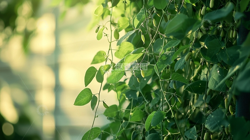 高清大图下载【趣麦麦图】绿叶藤蔓阳光背景
