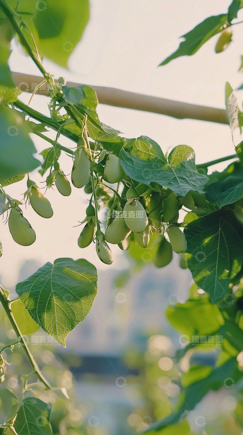 高清大图下载【趣麦麦图】绿色植物枝头豆角