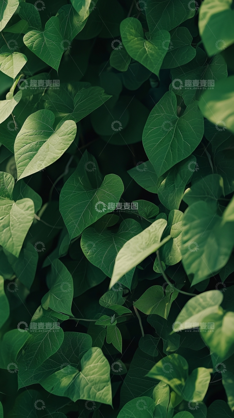 高清大图下载【趣麦麦图】绿叶