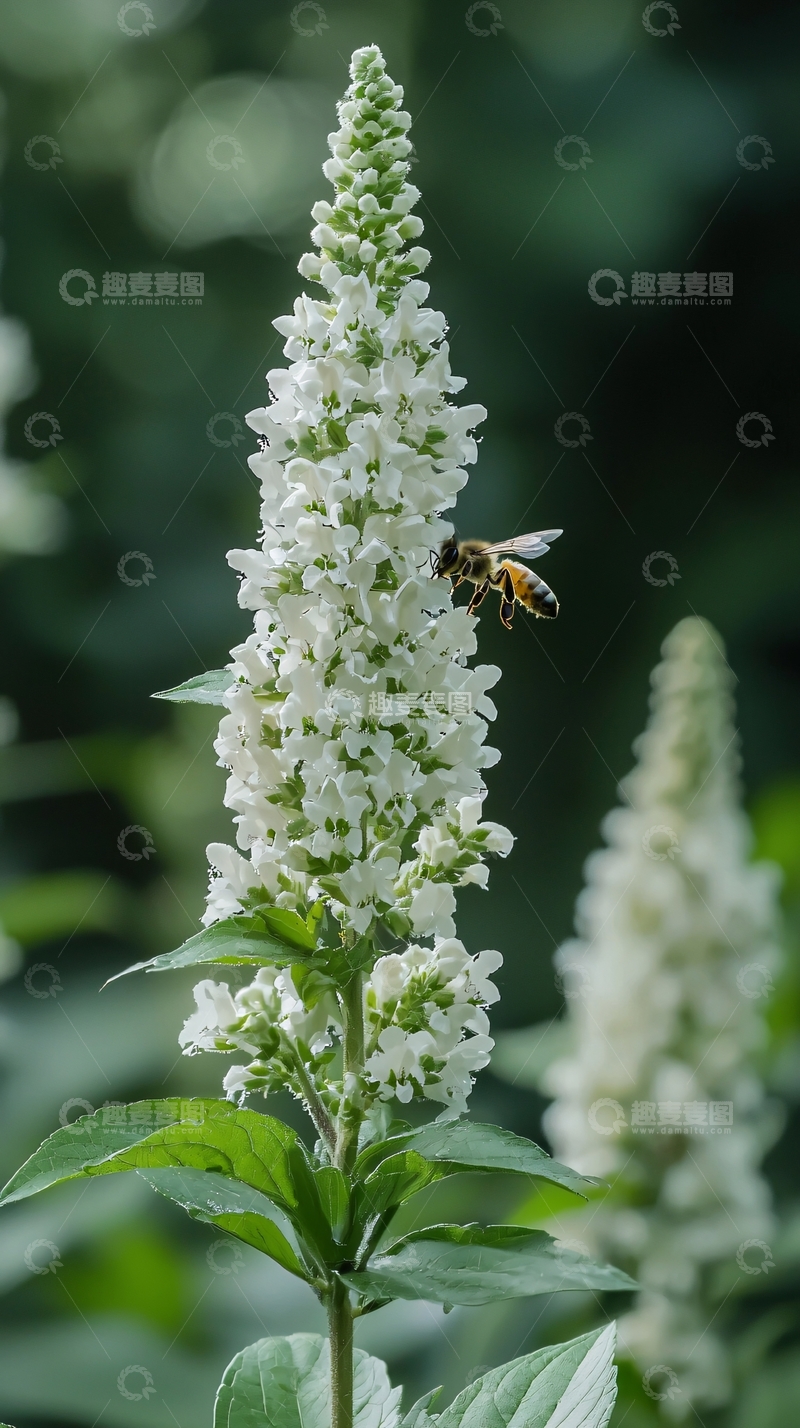 高清大图下载【趣麦麦图】白色花朵中采蜜的蜜蜂