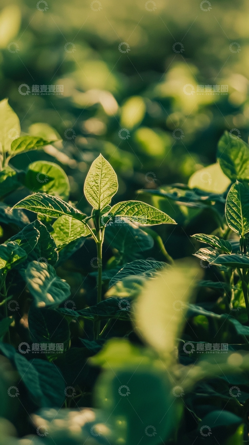 高清大图下载【趣麦麦图】阳光照射下的绿色植物