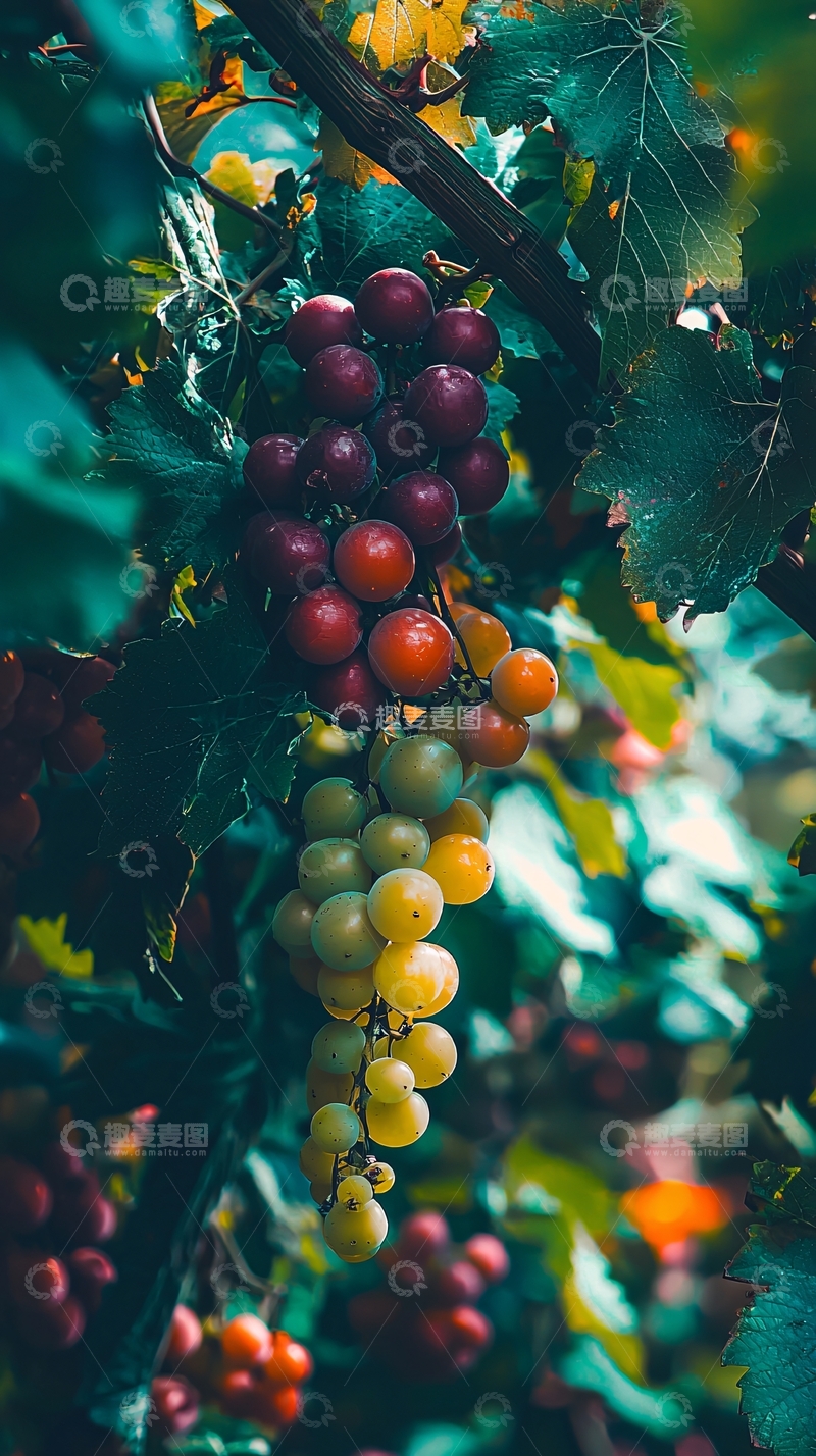 高清大图下载【趣麦麦图】葡萄藤上成熟的葡萄