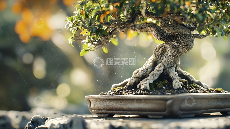 高清大图下载【趣麦麦图】盆景树