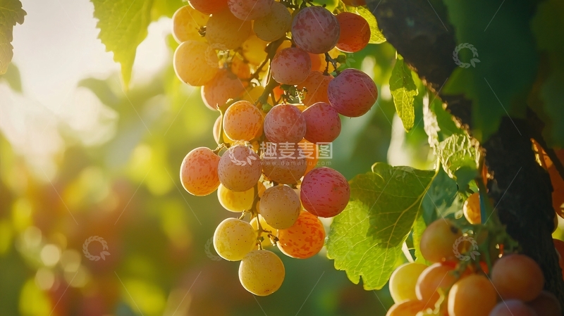 高清大图下载【趣麦麦图】阳光下的葡萄藤