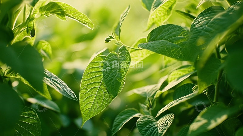 高清大图下载【趣麦麦图】阳光下绿叶植物特写