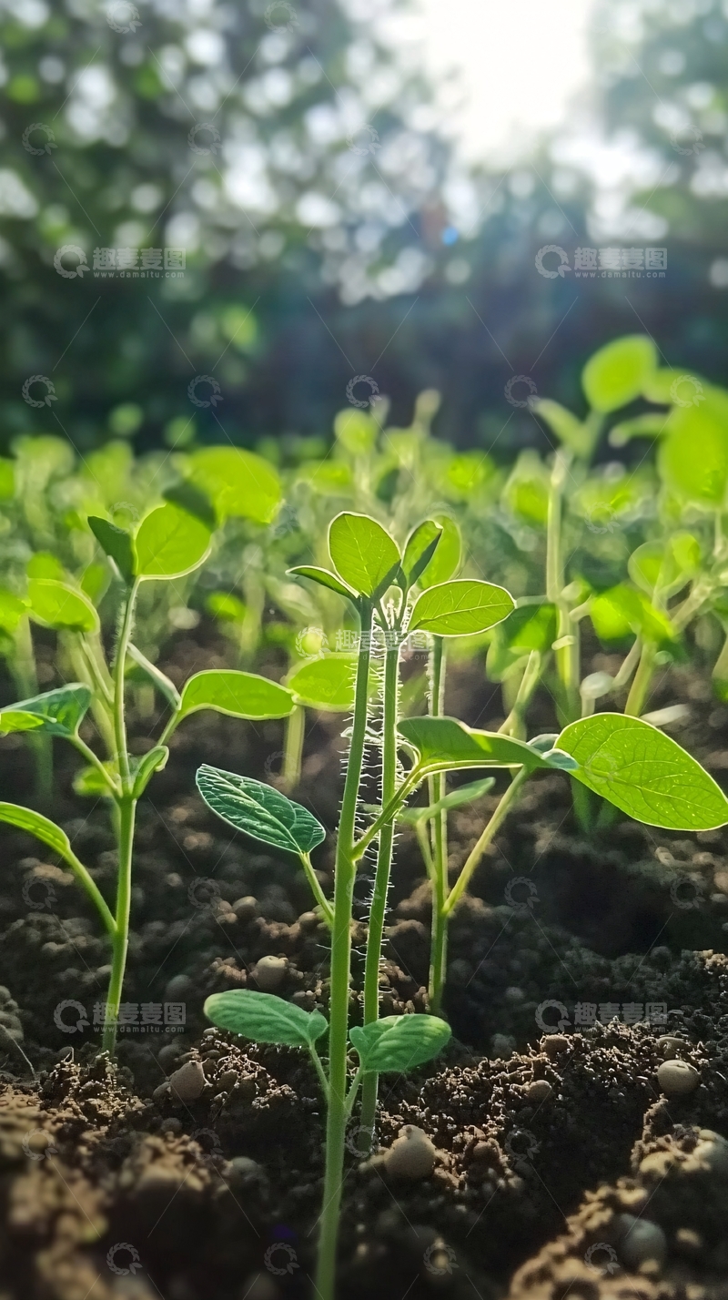 高清大图下载【趣麦麦图】阳光下茁壮生长的幼苗