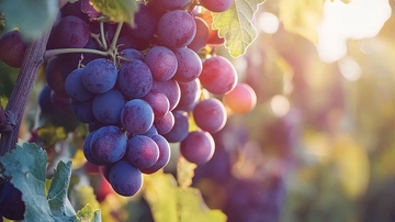 阳光下成熟的紫葡萄