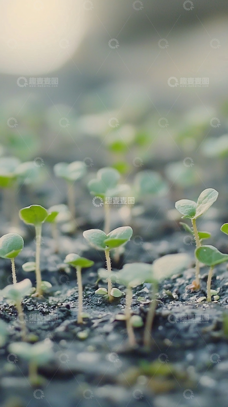 高清大图下载【趣麦麦图】嫩芽破土而出7