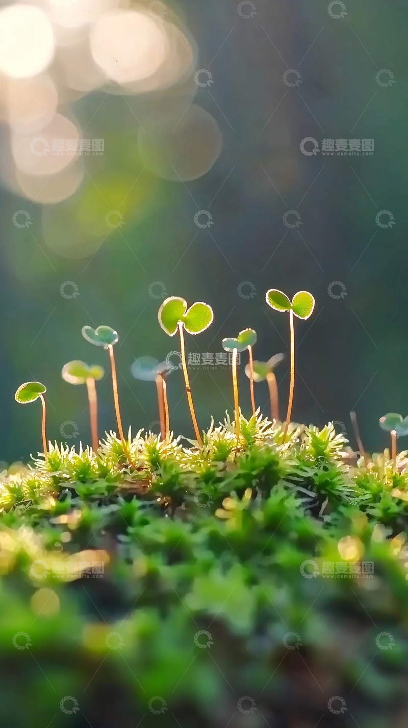 高清大图下载【趣麦麦图】阳光下的苔藓和幼苗