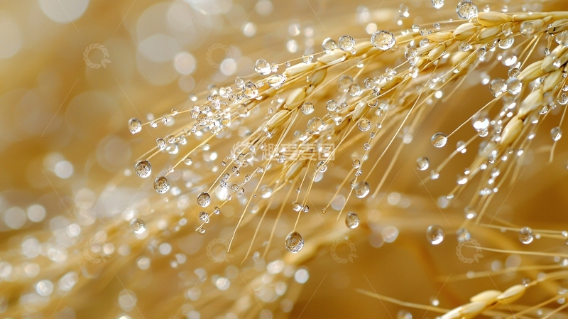 高清大图下载【趣麦麦图】稻穗上的露珠