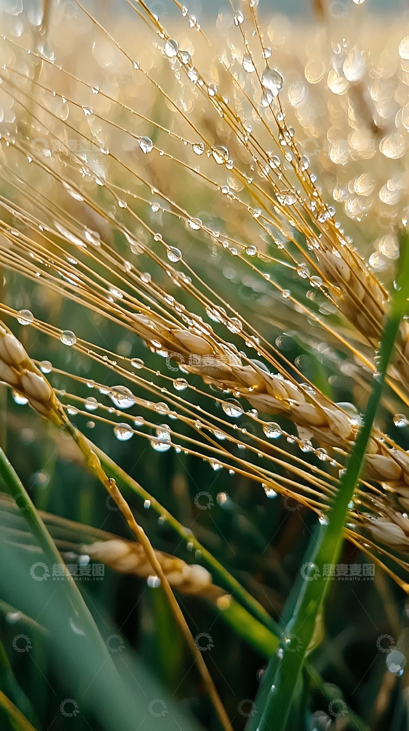 高清大图下载【趣麦麦图】麦穗上的露珠