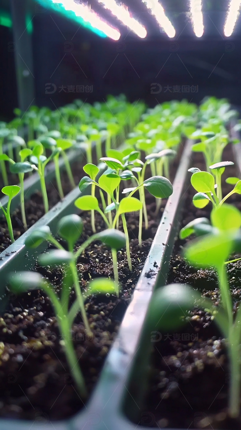 幼苗生长
