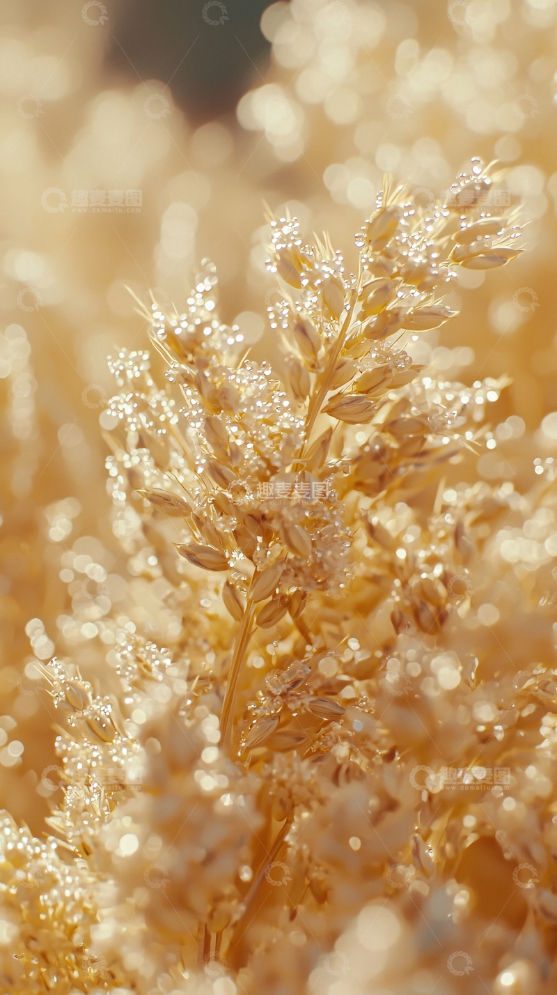 高清大图下载【趣麦麦图】金色麦穗晨露