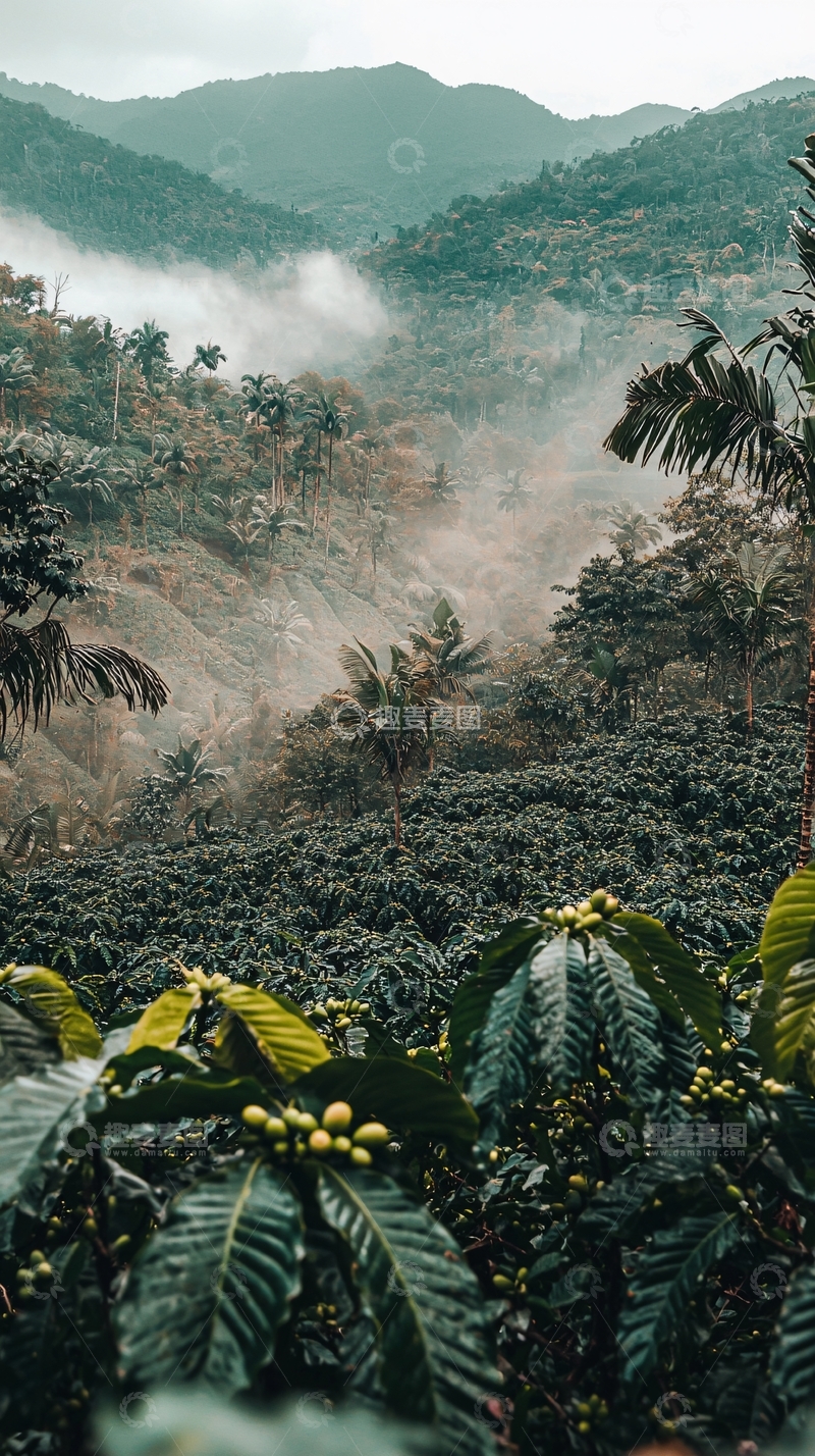 高清大图下载【趣麦麦图】雾气缭绕的山谷咖啡种植园